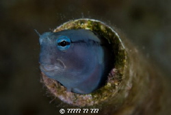 d80 makro in eilat by נמרוד בן חור 